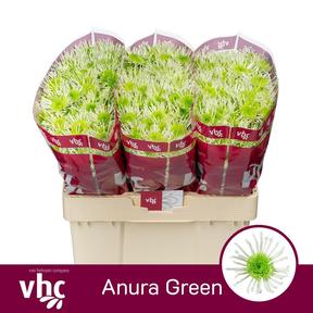 Chrys sa arnura green