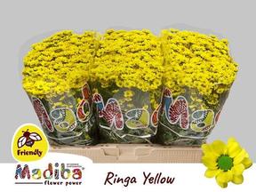 Chrys sa madiba ringa yellow
