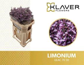 Limonium safora lilac