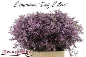 Limonium safora lilac