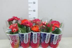 Gerbera colourgame