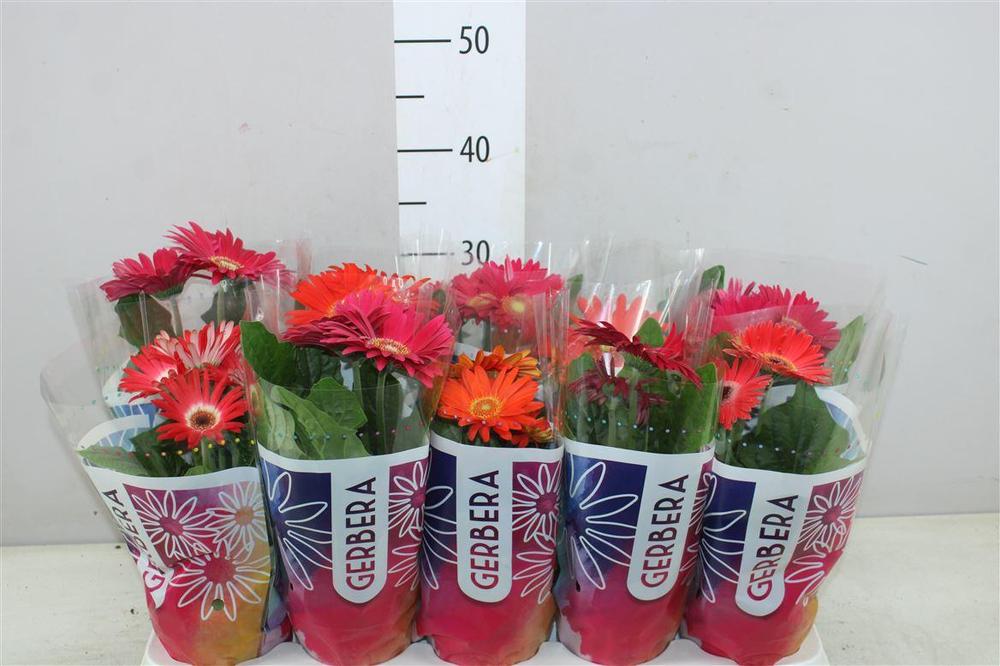 Gerbera colourgame