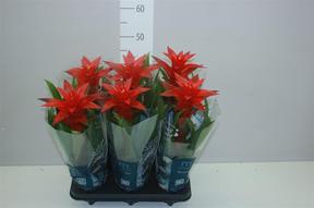 Guzmania mix
