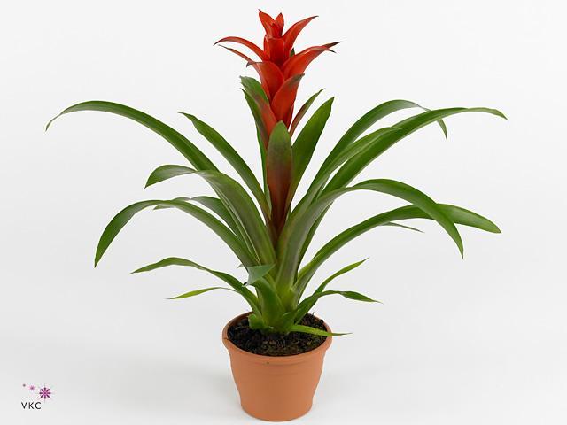 Guzmania mix