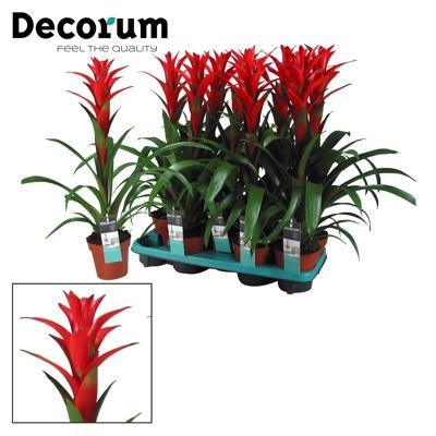 Guzmania mix
