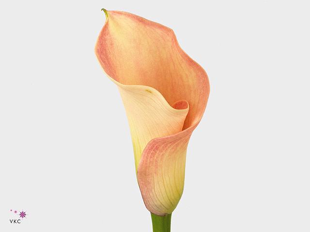 Zantedeschia captain rosette