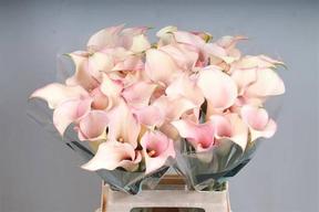 Zantedeschia captain rosette