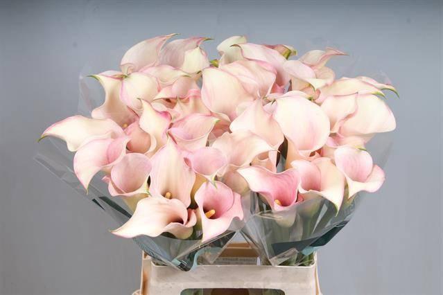 Zantedeschia captain rosette