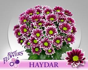 Chrys tr haydar
