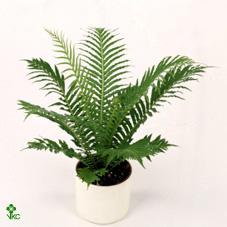 Blechnum gibbum