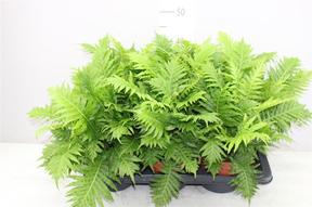 Blechnum gibbum