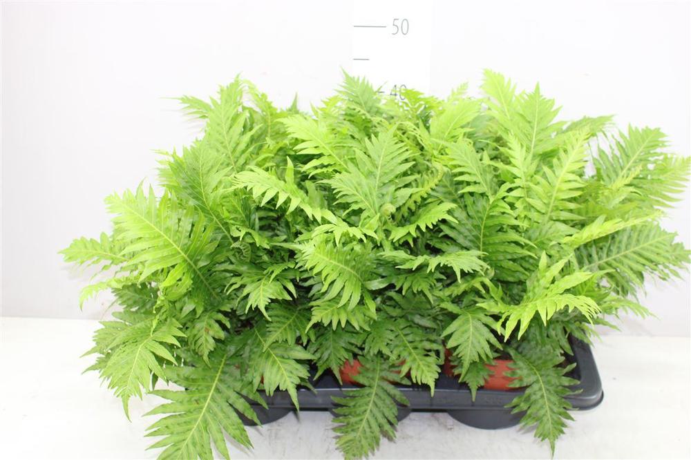 Blechnum gibbum