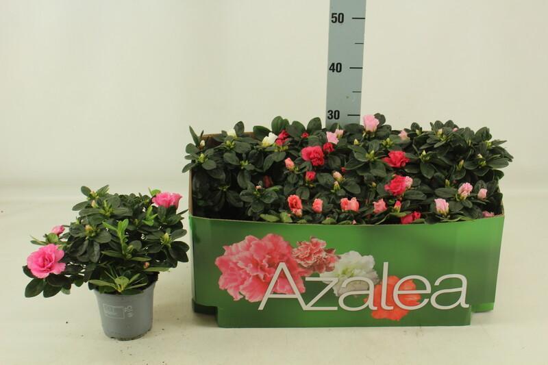 Rhododendron simsii mix