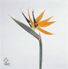 Strelitzia - IT