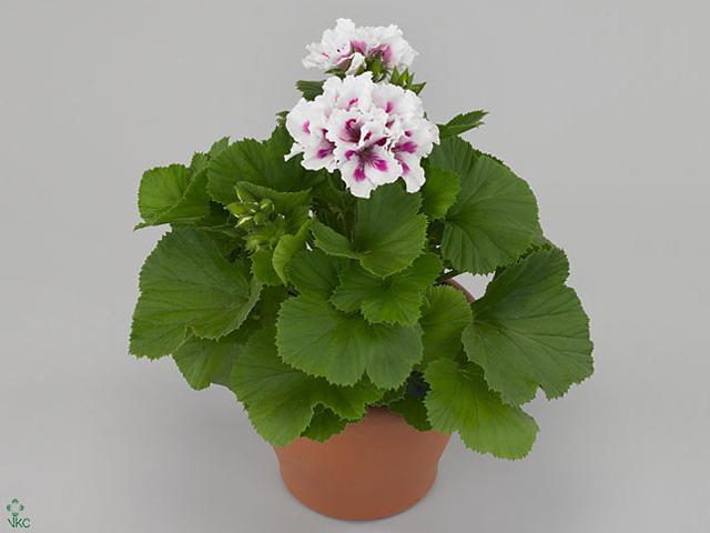 Pelargonium grandiflorum