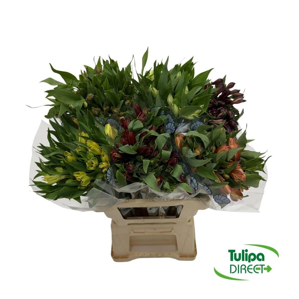 Alstro fancy mix DIRECT (col)