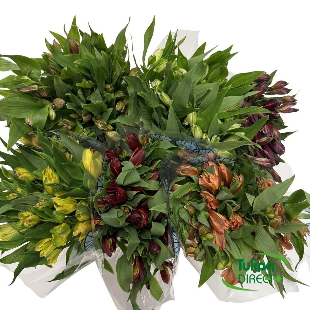 Alstro fancy mix DIRECT (col)