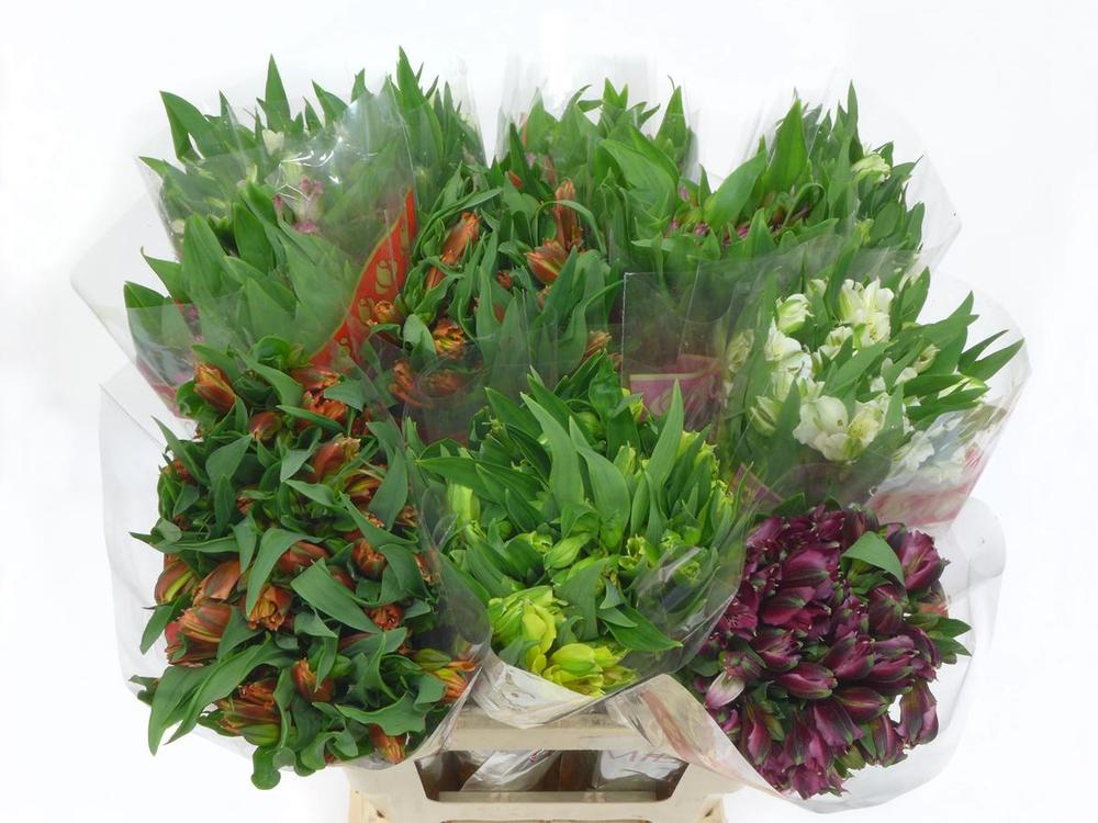 Alstro mix fancy DIRECT (col)