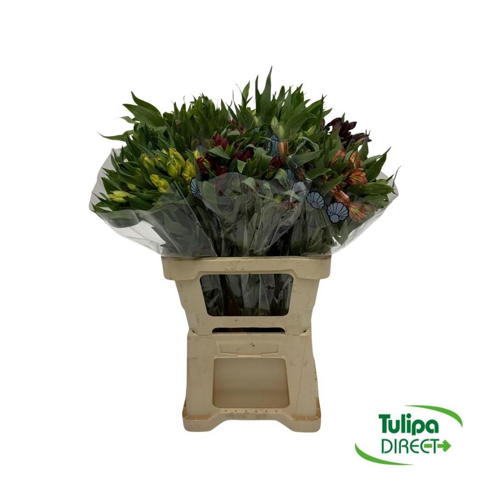 Alstro fancy mix DIRECT (col)