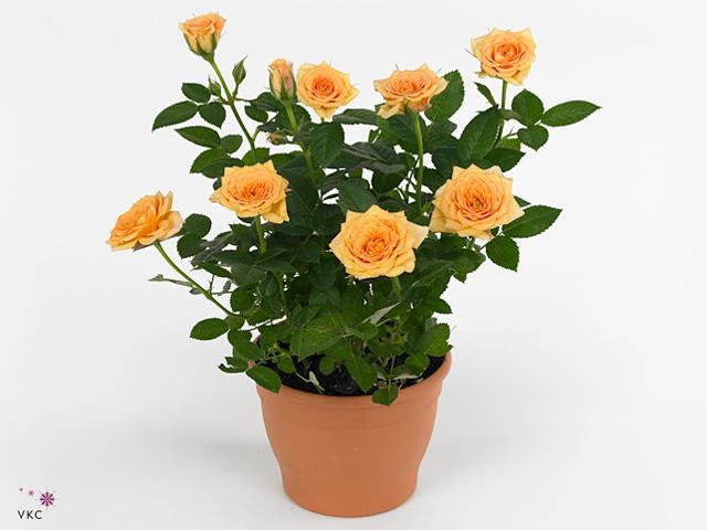 Rosa Orange