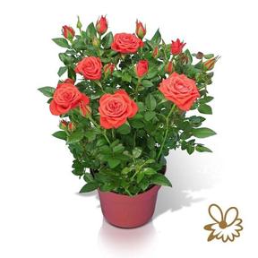 Rosa Orange