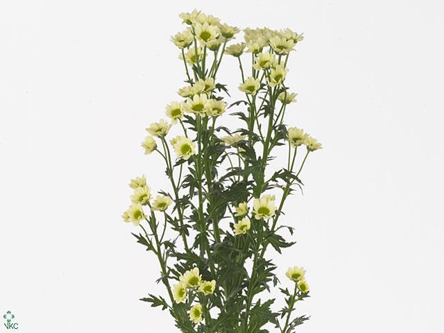 Chrys sa madiba lindy cream