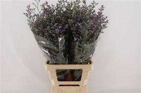 Limonium maine blue