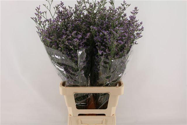 Limonium maine blue