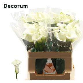 Zantedeschia crystal blush