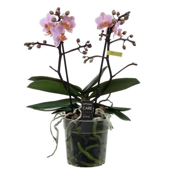 Phalaenopsis multiflora Santos 2tak