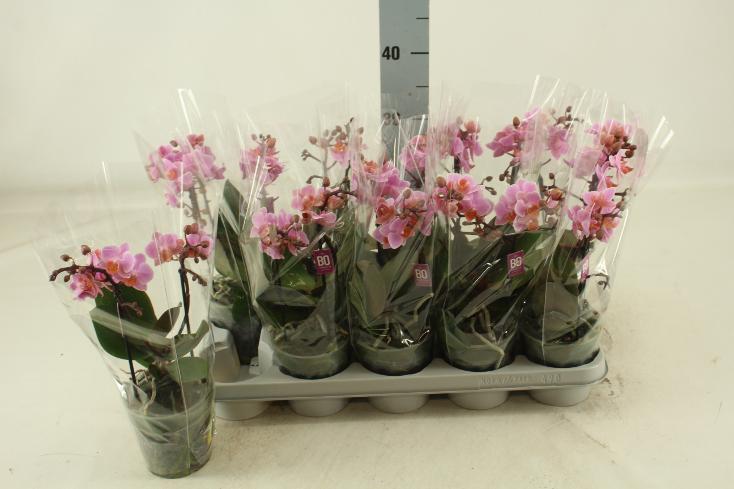 Phalaenopsis multiflora Santos 2tak