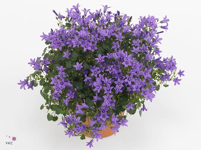 Campanula port. Dark Take
