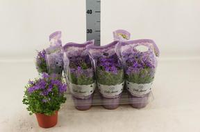 Campanula port. Dark Take