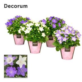 Campanula port. Dark Take