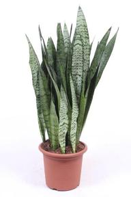 Sansevieria mix