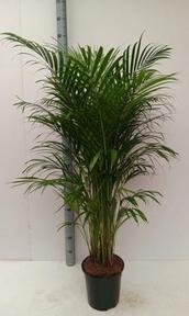 Chrysalidocarpus lutesc.