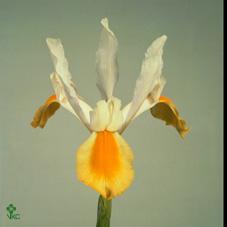 Iris apollo
