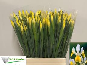 Iris apollo