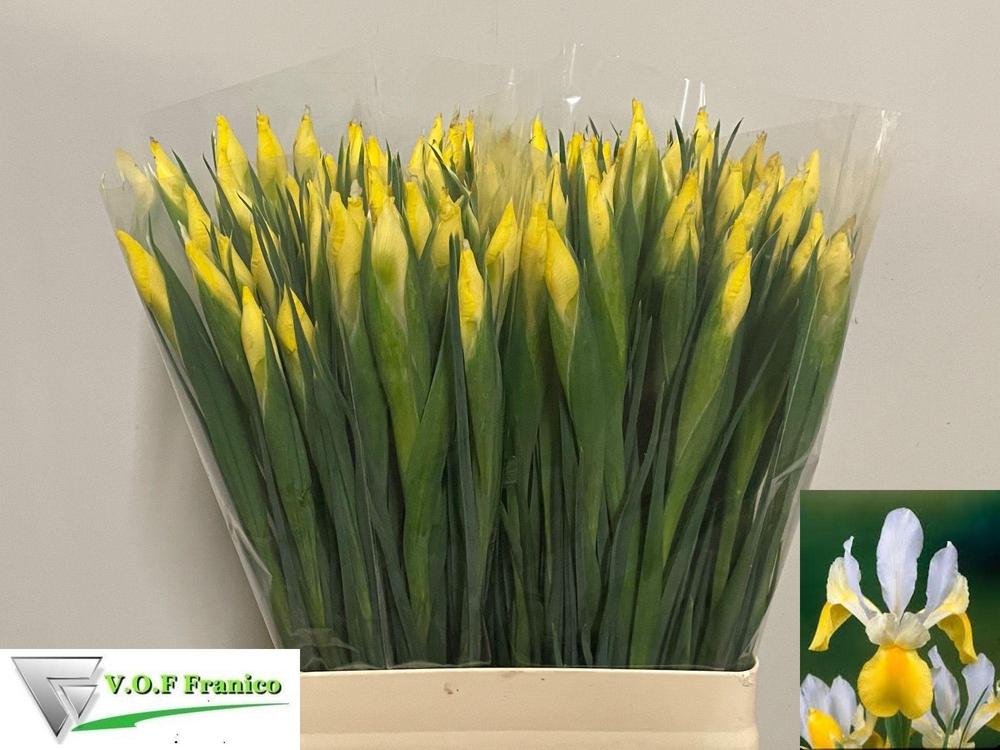 Iris apollo