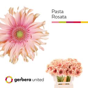 Gerbera diamond pasta rosata