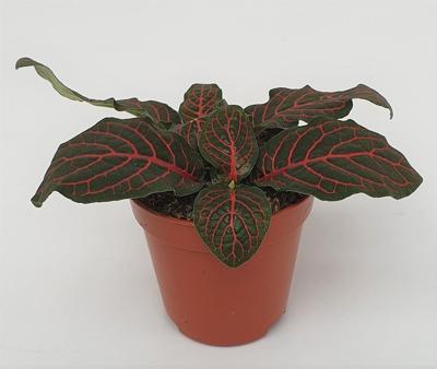 Fittonia mix