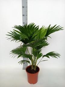 Livistona rotundifolia