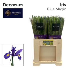 Iris blue magic