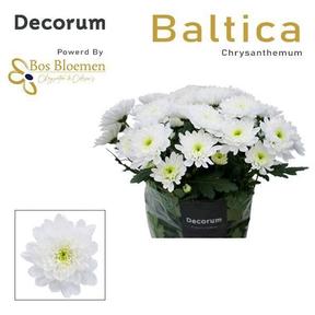 Chrys tr baltica