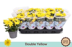 Chrysanthemum indicum mix