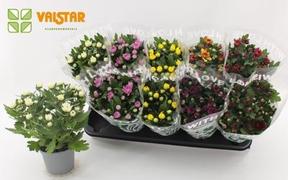 Chrysanthemum indicum mix