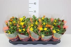Chrysanthemum indicum mix