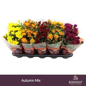 Chrysanthemum indicum mix