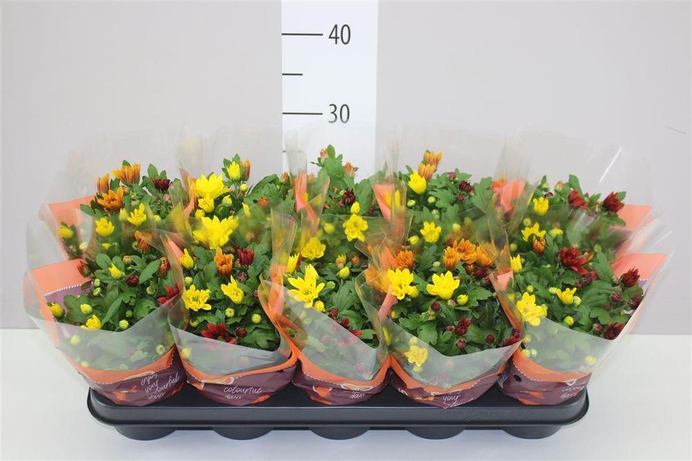 Chrysanthemum indicum mix
