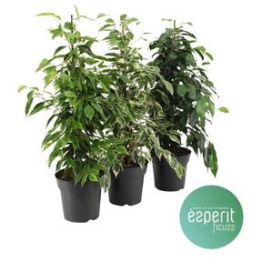 Ficus benj. mix